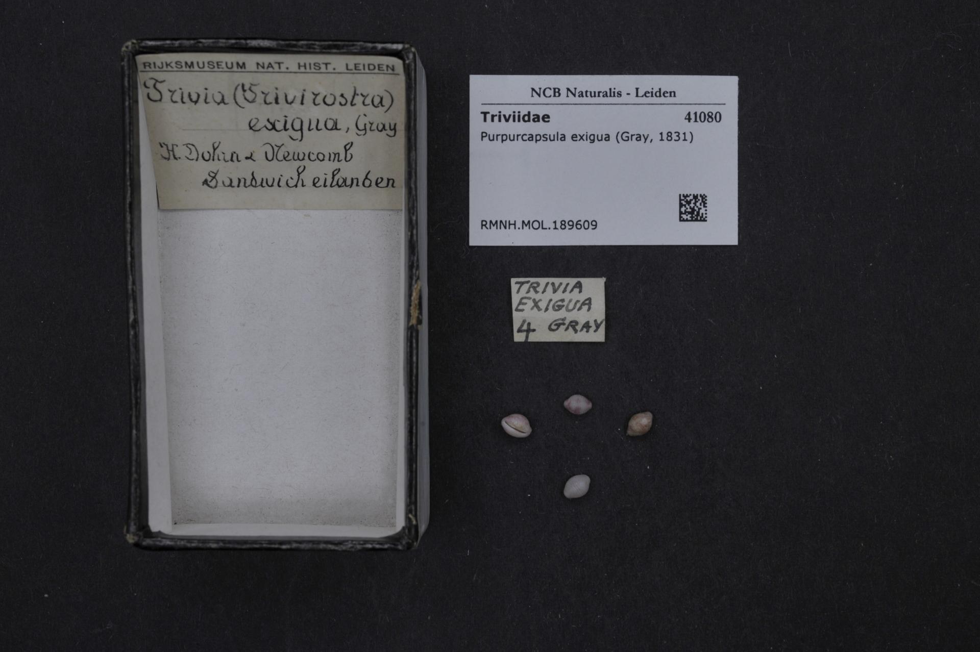 Eine Kiste mit der Aufschrift "Trivia Exigua 4 Grau" steht auf einem Tisch mit ein paar Gegenst├Ąnden und einem Papier mit dem gleichen Text und einem Barcode daneben.