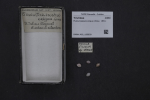 Eine Kiste mit der Aufschrift "Trivia Exigua 4 Grau" steht auf einem Tisch mit ein paar Gegenst├Ąnden und einem Papier mit dem gleichen Text und einem Barcode daneben.