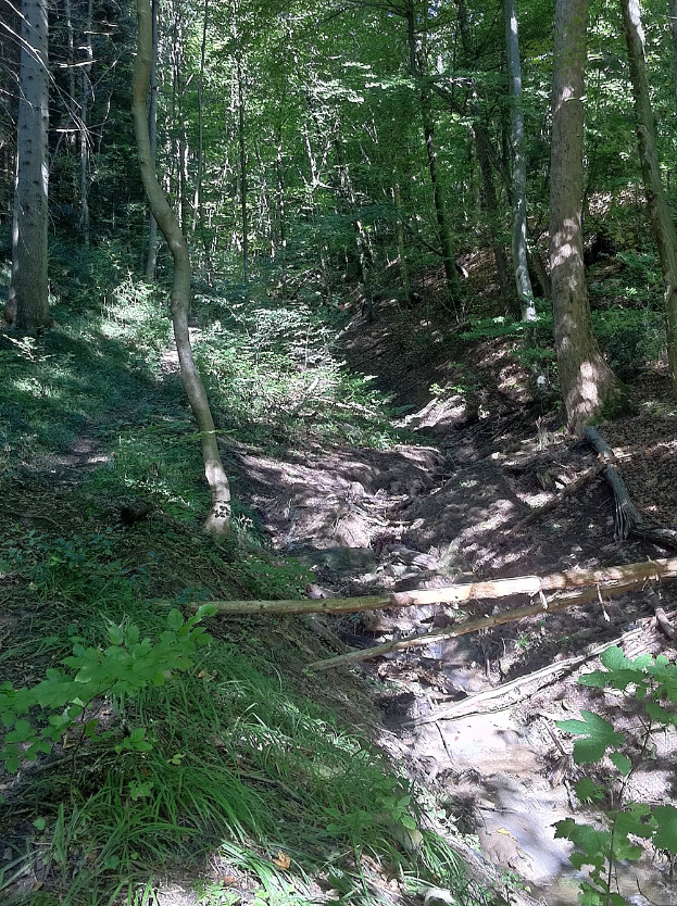 Ein gewundener Pfad durch einen dichten Wald mit hohen, grünen Bäumen, die ein schattiges Dach bilden, und bunten Pflanzen, die den Weg säumen, mit Text am unteren Bildrand.