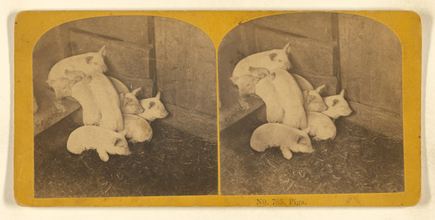 Schwarzes und weißes Foto einer Gruppe von Schweinen in einem Stall mit einer Wand im Hintergrund und Gras auf dem Boden, mit Text unten.