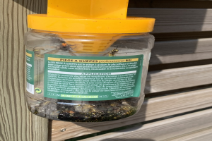 Plastikflasche mit gelbem Deckel, die einen Glasbehälter mit Bienen enthält, der an einem Holzzaun befestigt ist und als Bienenabwehr gekennzeichnet ist.