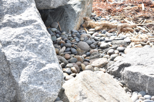 Ein steiniger Strand mit verstreuten Felsen und Kieseln, der eine kleine Eidechse zeigt, die auf einem der Felsen sitzt, und trockene Blätter und Zweige im Hintergrund.