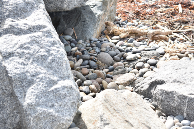 Ein steiniger Strand mit verstreuten Felsen und Kieseln, der eine kleine Eidechse zeigt, die auf einem der Felsen sitzt, und trockene Blätter und Zweige im Hintergrund.