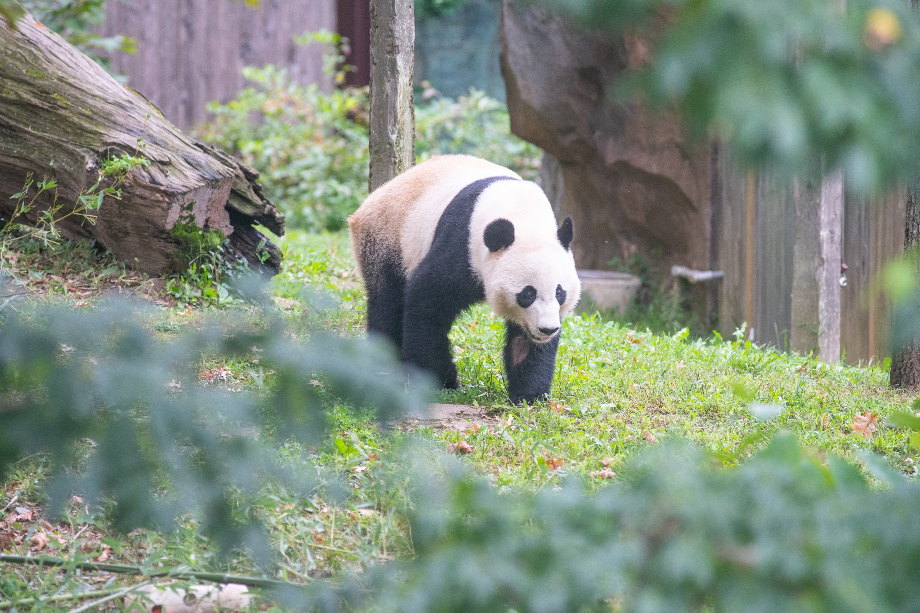 Ein Panda, der durch eine Graslandschaft in einem Zoogehege mit Pflanzen, Baumstämmen, Felsen und einer hölzernen Wand im Hintergrund geht.
