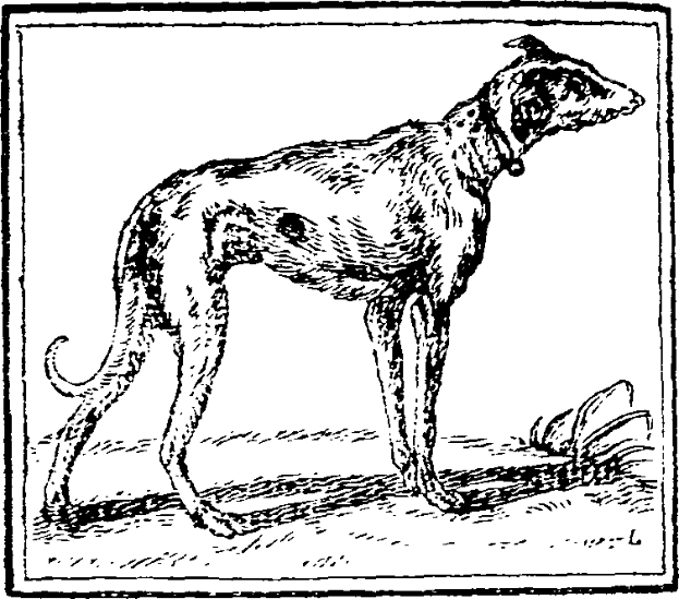 Eine Schwarz-Weiß-Zeichnung eines Greyhounds, der auf dem Boden steht und einen Gürtel um den Hals trägt, mit Text am unteren Rand des Bildes.